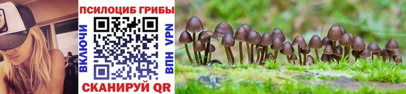 ссылка на мегу сайт  Салехард  Псилоцибиновые грибы Cubensis  купить  
