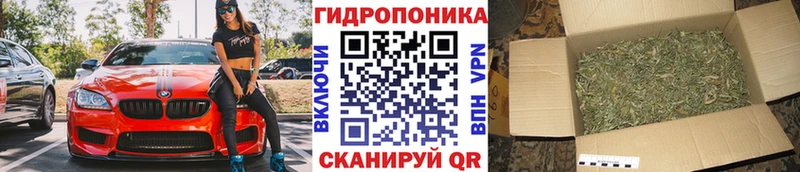 Конопля семена  продажа наркотиков  Салехард 